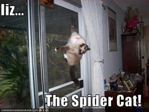Iiz...  The Spider Cat!