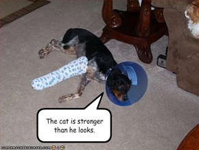 The cat is stronger than he looks.