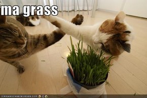 ma grass