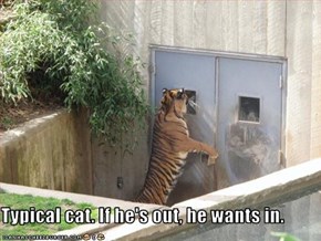 Typical cat. If he's out, he wants in.