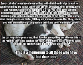 Every  cat who's ever been loved will go to the Rainbow Bridge to wait for you.though they are happy there, they are not complete, then one day, they stop running, someone is comming, it's YOU, you have been spotted crossing the Raibow Bridge to the other