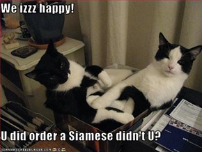 We izzz happy!  U did order a Siamese didn't U?