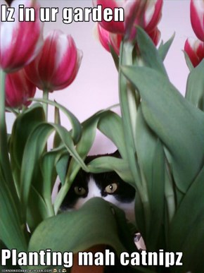 Iz in ur garden  Planting mah catnipz