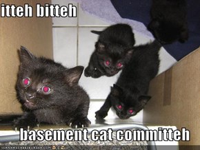 itteh bitteh  basement cat committeh