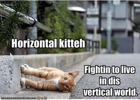 Horizontal kitteh
