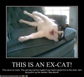 THIS IS AN EX-CAT!