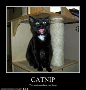 CATNIP