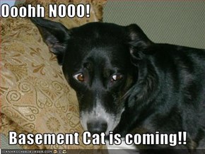 Ooohh NOOO!  Basement Cat is coming!!