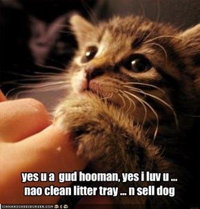 yes u a  gud hooman, yes i luv u ... nao clean litter tray ... n sell dog