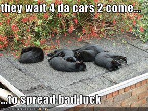 they wait 4 da cars 2 come...  ...to spread bad luck