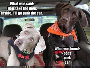 What was said:   Hon, take the dogs inside.  I'll go park the car.