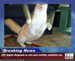 Breaking News - Angels disguised as cats now verified, scientists say