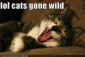 lol cats gone wild