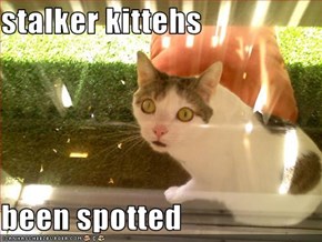 stalker kittehs  been spotted