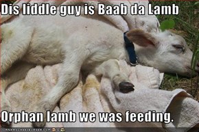 Dis liddle guy is Baab da Lamb  Orphan lamb we was feeding.