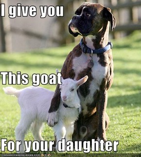I give you This goat For your daughter