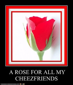 A ROSE FOR ALL MY CHEEZFRIENDS