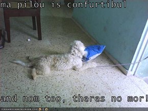 ma pilou is confurtibul  and nom too, theres no mor!!