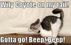 Wily Coyote on my tail!   Gotta go! Beep! Beep!