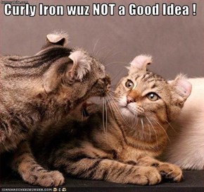 Curly Iron wuz NOT a Good Idea !