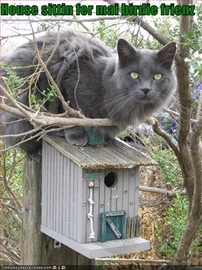 House sittin fer mai birdie frienz