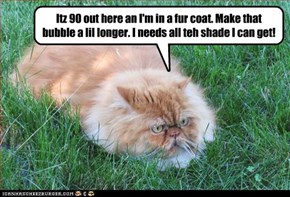 Itz 90 out here an I'm in a fur coat. Make that bubble a lil longer. I needs all teh shade I can get!
