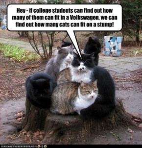 Hey - if college students can find out how many of them can fit in a Volkswagen, we can find out how many cats can fit on a stump!