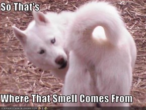 So That's  Where That Smell Comes From