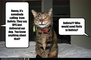 Honey, it's somebody calling  from Bolivia. They say UPS just delivered our dog.  You know anything about that?