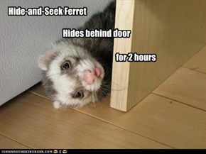Hide-and-Seek Ferret                                                                 Hides behind door