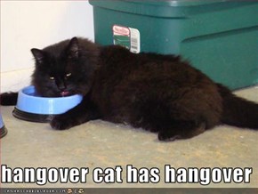 hangover cat has hangover