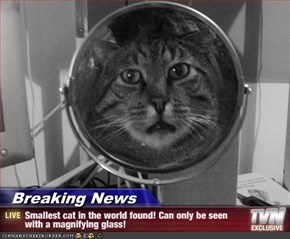 Breaking News - Smallest cat in the world found! Can only be seen with a magnifying glass!