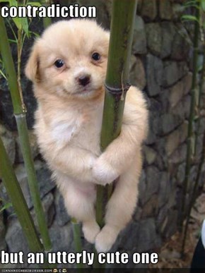 contradiction  but an utterly cute one