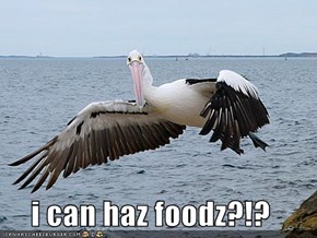 i can haz foodz?!?