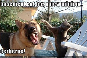 basement cat haz a new minion...  cerberus!