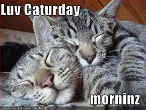 Luv Caturday  morninz