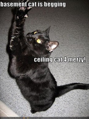 basement cat is begging  ceiling cat 4 merzy!