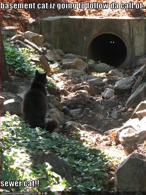 basement cat iz going to follow da call of...  sewer cat!!