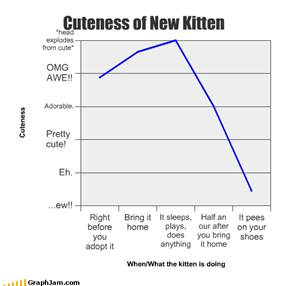 Cuteness of New Kitten