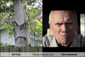 Old Tree Totally Looks Like Clint Eastwood