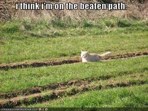 i think i'm on the beaten path.