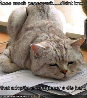 tooo much paperwerk.....didnt kno  that adoptin a canopener s dis hard