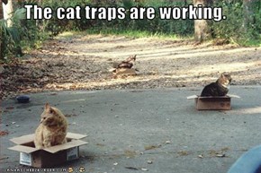 The cat traps are working.