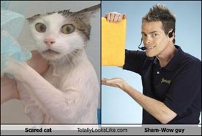 Scared cat Totally Looks Like Sham-Wow guy