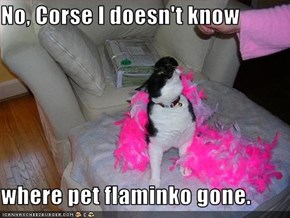 No, Corse I doesn't know  where pet flaminko gone.