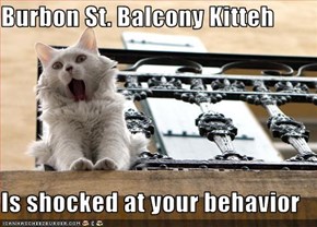 Burbon St. Balcony Kitteh  Is shocked at your behavior