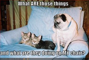 What ARE those things  and what are they doing on MY chair?