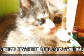 CRITICAL MASS KITTEH 2: THE CALICO SYNDROME