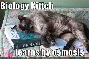 Biology Kitteh  learns by osmosis
