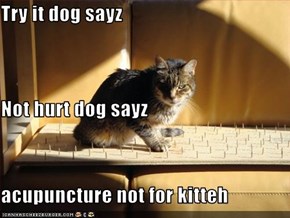 Try it dog sayz Not hurt dog sayz acupuncture not for kitteh